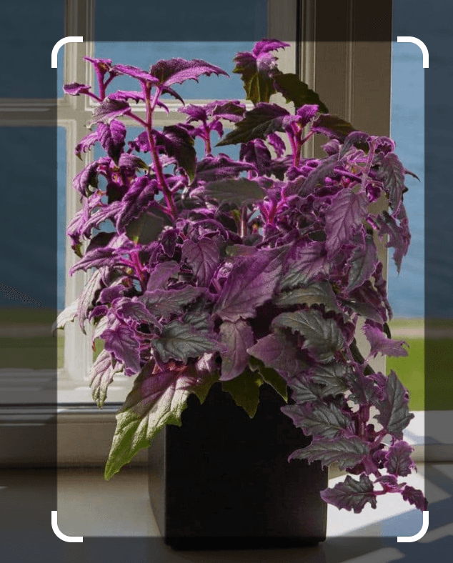 Purple Passion Plant