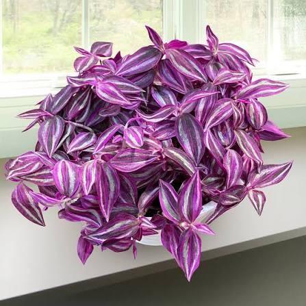 Tradescantia
