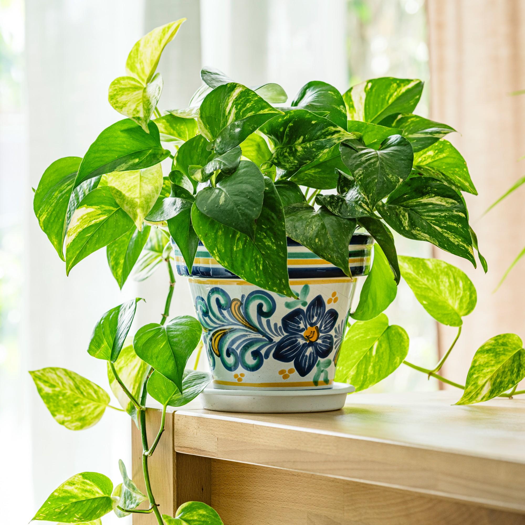 Pothos